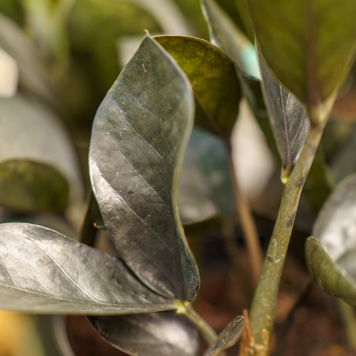 dark zz plant Super Nova ZZ Plant – Plant Detectives
