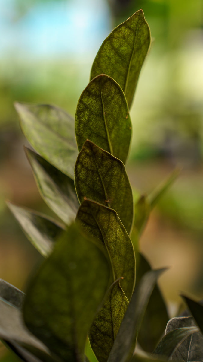 supernova black zz plant Super Nova ZZ Plant – Plant Detectives