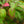 Load image into Gallery viewer, Blackhaw Viburnum