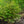 Load image into Gallery viewer, Blackhaw Viburnum