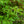 Load image into Gallery viewer, Blackhaw Viburnum