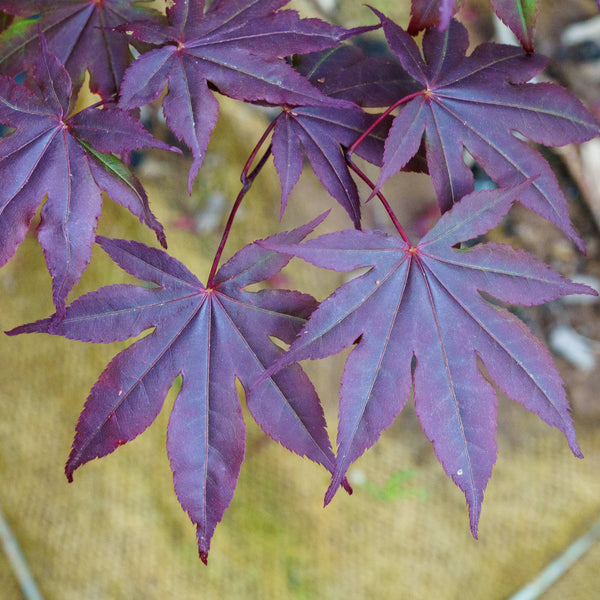 Bloodgood Japanese Maple - Japanese Maple - Japanese Maples