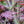 Load image into Gallery viewer, Bloodgood Japanese Maple - Japanese Maple - Japanese Maples