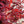 Load image into Gallery viewer, Bloodgood Japanese Maple - Japanese Maple - Japanese Maples