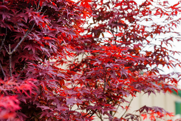 Bloodgood Japanese Maple - Japanese Maple - Japanese Maples