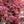 Load image into Gallery viewer, Bloodgood Japanese Maple - Japanese Maple - Japanese Maples