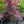Load image into Gallery viewer, Bloodgood Japanese Maple - Japanese Maple - Japanese Maples