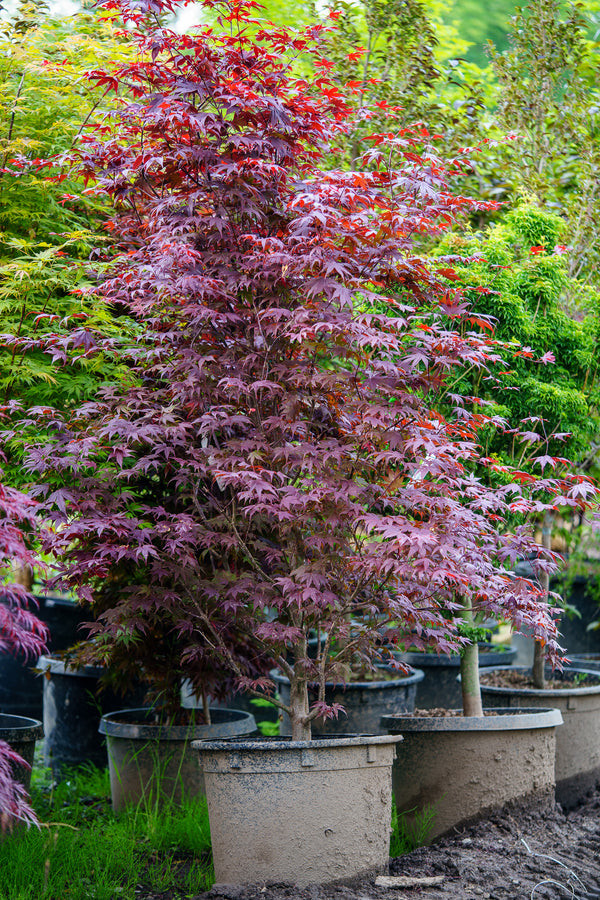 Bloodgood Japanese Maple - Japanese Maple - Japanese Maples