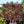 Load image into Gallery viewer, Bloodgood Japanese Maple