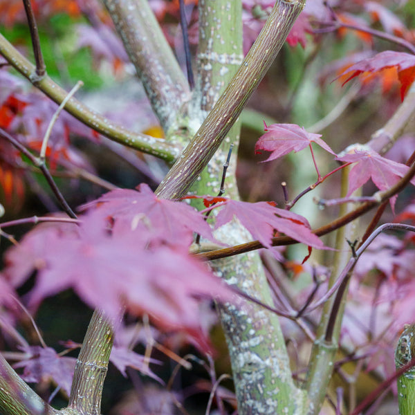 Bloodgood Japanese Maple - Japanese Maple - Japanese Maples