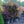 Load image into Gallery viewer, Bloodgood Japanese Maple