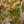 Load image into Gallery viewer, Bloodgood Japanese Maple