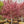 Load image into Gallery viewer, Bloodgood Japanese Maple