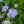 Load image into Gallery viewer, Endless Summer BloomStruck Hydrangea