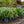 Load image into Gallery viewer, Endless Summer BloomStruck Hydrangea