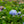 Load image into Gallery viewer, Endless Summer BloomStruck Hydrangea