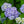 Load image into Gallery viewer, Endless Summer BloomStruck Hydrangea