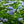 Load image into Gallery viewer, Endless Summer BloomStruck Hydrangea