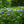 Load image into Gallery viewer, Endless Summer BloomStruck Hydrangea
