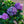 Load image into Gallery viewer, Endless Summer BloomStruck Hydrangea