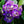 Load image into Gallery viewer, Endless Summer BloomStruck Hydrangea