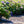 Load image into Gallery viewer, Endless Summer BloomStruck Hydrangea