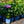 Load image into Gallery viewer, Endless Summer BloomStruck Hydrangea