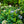 Load image into Gallery viewer, Endless Summer BloomStruck Hydrangea