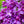 Load image into Gallery viewer, Bloomerang Lilac