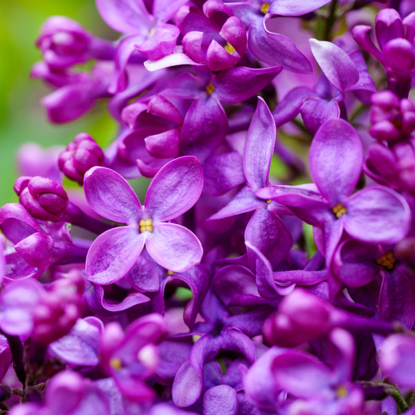 Bloomerang Lilac