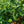 Load image into Gallery viewer, Bloomerang Lilac