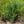 Load image into Gallery viewer, Bloomerang Lilac
