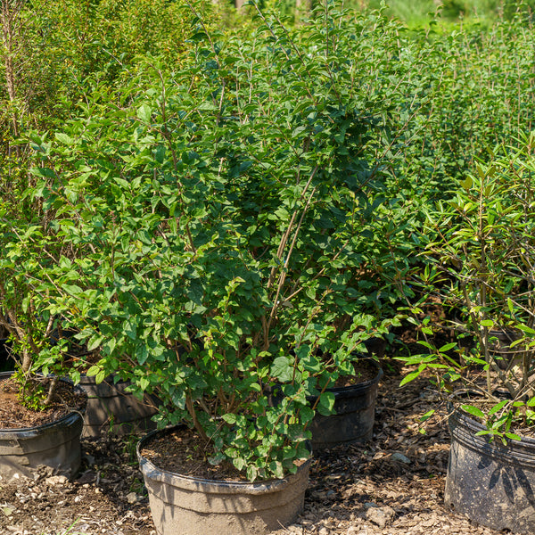 Bloomerang Lilac
