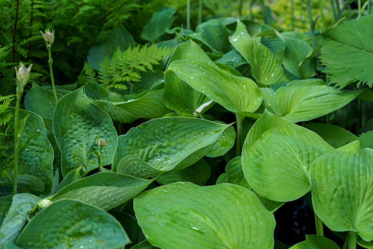 Blue Angel Hosta – Plant Detectives