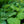 Load image into Gallery viewer, Blue Angel Hosta