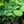 Load image into Gallery viewer, Blue Angel Hosta