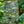 Load image into Gallery viewer, Blue Atlas Cedar - Cedar - Conifers
