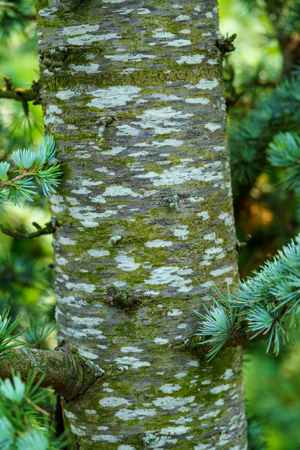 Blue Atlas Cedar - Cedar - Conifers