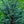 Load image into Gallery viewer, Blue Atlas Cedar