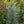 Load image into Gallery viewer, Blue Atlas Cedar