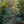 Load image into Gallery viewer, Blue Cascade Atlas Cedar