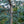 Load image into Gallery viewer, Blue Cascade Atlas Cedar