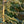 Load image into Gallery viewer, Blue Cascade Atlas Cedar