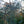 Load image into Gallery viewer, Blue Cascade Atlas Cedar