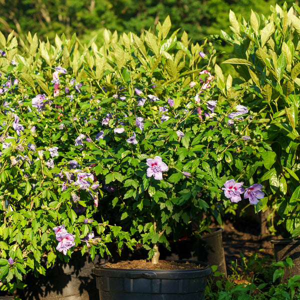 Blue Chiffon Rose of Sharon
