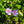 Load image into Gallery viewer, Blue Chiffon Rose of Sharon
