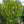 Load image into Gallery viewer, Blue Chiffon Rose of Sharon
