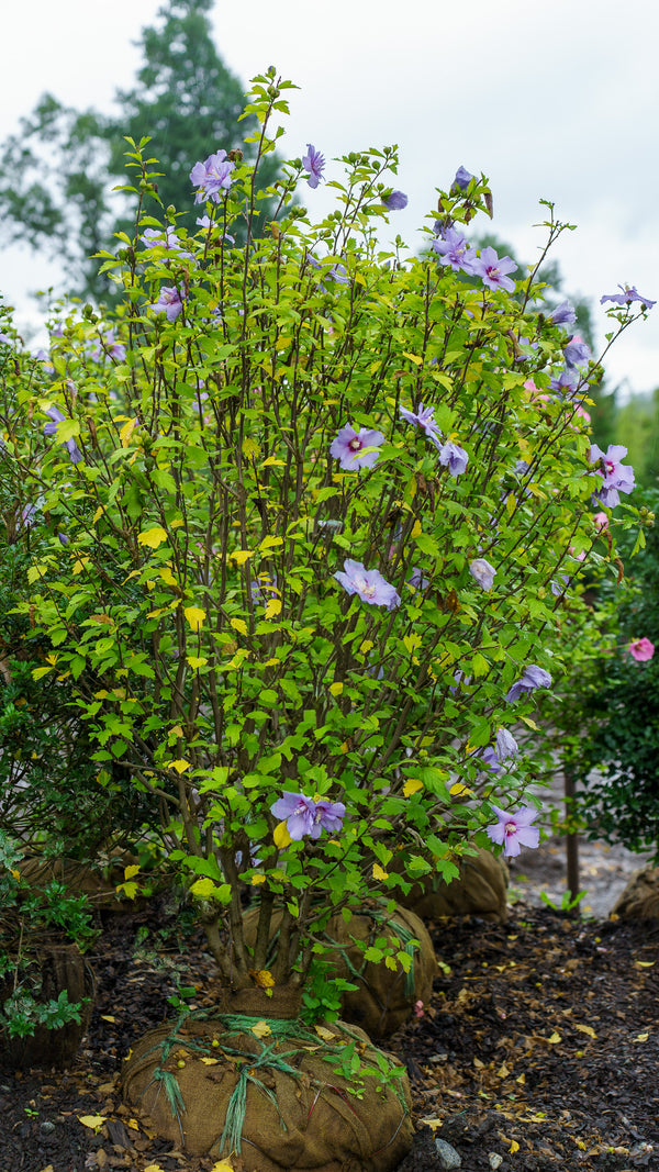 Blue Chiffon Rose of Sharon