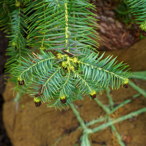 Blue China Fir