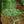 Load image into Gallery viewer, Blue China Fir